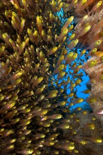 Shoal of pigmy sweeper (Parapriacanthus ransonneti) swimming through small cave, Indo-Pacific,