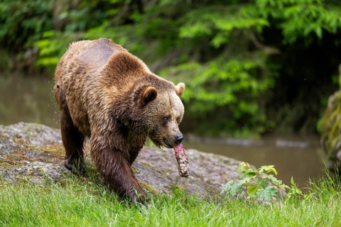 Eurasian brown bear (Ursus arctos arctos) walking on a rock, Bavarian Forest, Bavaria, Germany