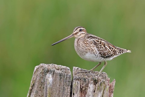 Snipe (Gallinago gallinago), standing on fence posts of a pasture, on moorland, snipe birds,