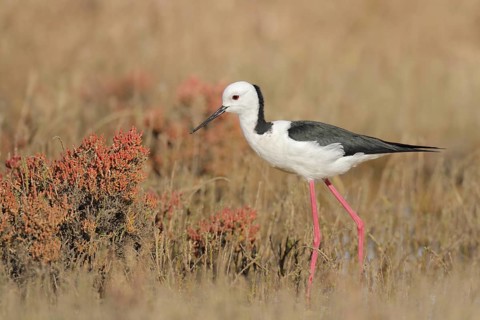 White-headed Stilt (Himantopus leucocephalus), Western Australia, Australia