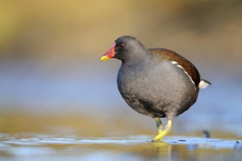 Common Moorhen (Gallinula chloropus), North Rhine-Westphalia, Germany