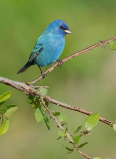 Indigo Bunting (Passerina cyanea) male perched on a branch, Texas, USA