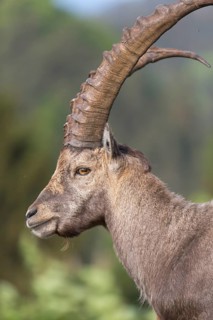 One adult ibex (Capra ibex) side portrait with late sunlight, vertical. Green vegetation in the