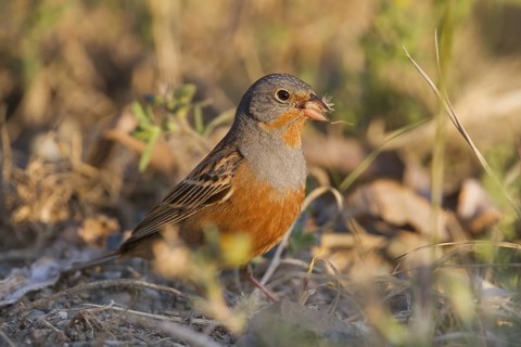 Cretzschmar's Bunting - Grauortolan - Emberiza caesia, Cyprus, adult male