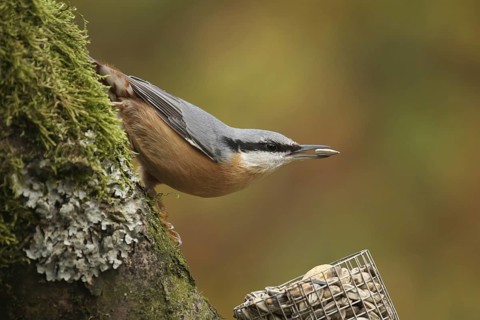 Eurasian Nuthatch (Sitta europaea), Lower Saxony, Germany