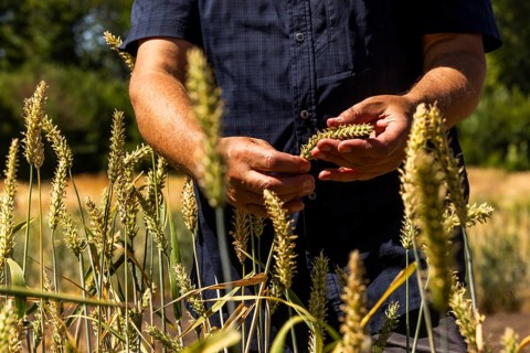 Experimental field with hooded barley (Hordeum vulgare) at the Leibniz Institute of Plant Genetics