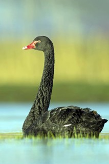 Black swan (Cygnus atratus), swims, waters, biotope, habitat, foraging, swan family, Der Spieß