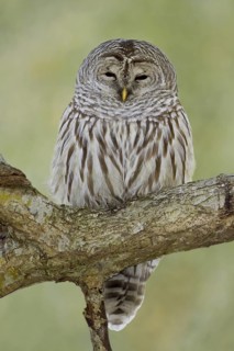 Barred Owl (Strix varia), Ontario, Canada