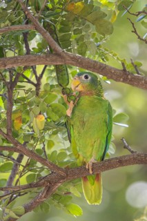 Yellow-billed Parrot (Amazona collaria) perched on a branch in Jamaica in the Caribbean