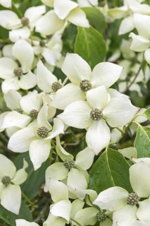 Flowering dogwood (Cornus kousa 'China Girl'), Tuinen van Appeltern, Netherlands