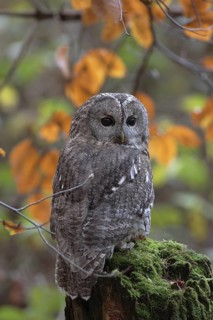 Waldkauz; lat. Strix alco; auf Baumstumpf mit Herbstlaub