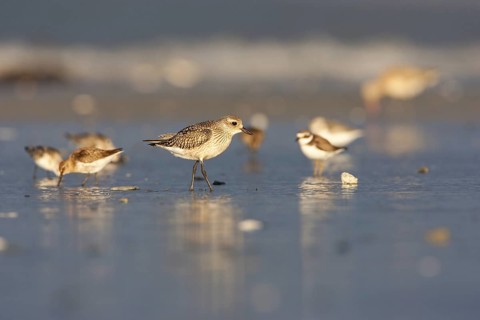 Grey Plover (Pluvialis squatarola), Schleswig-Holstein, Germany