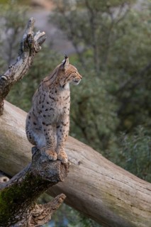 One Eurasian lynx, (Lynx lynx), sitting on a dead tree. Frontal view with green vegetation in the