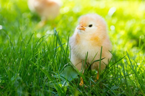 Chicks of domestic fowl (Gallus gallus domesticus) in the meadow