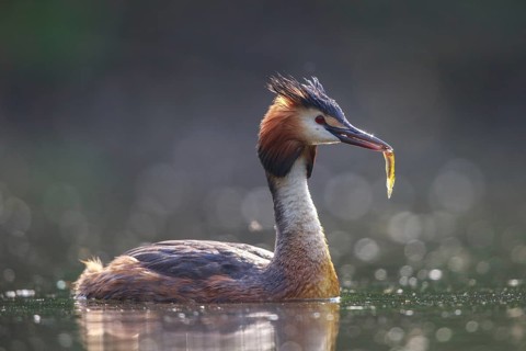 Great Crested Grebe (Podiceps cristatus), North Rhine-Westphalia, Germany