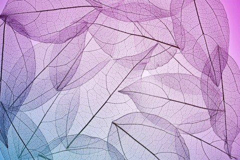 A serene composition of leaves showing their intricate skeleton textures in soft purple and pink