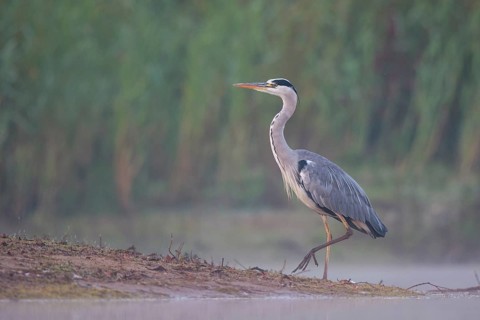 Grey Heron (Ardea cinerea) foraging in swallow water on foggy morning, North Rhine-Westphalia,