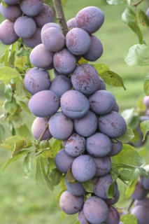 Plum (Prunus domestica 'President'), Bundessortenamt, Marquardt testing centre, Marquardt,