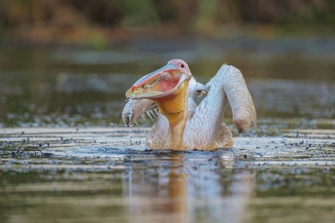 Great White Pelican (Pelecanus onocrotalus) eating fish, Danube-Delta, Romania