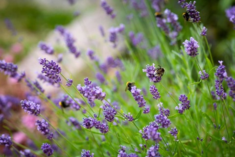 Bumblebees (bombus) on lavender (Lavandula) flowers, Saxony, Germany