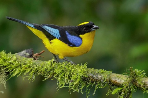 Blue-winged Mountain Tanager (Anisognathus somptuosus) perched on a branch in the Andes Mountains