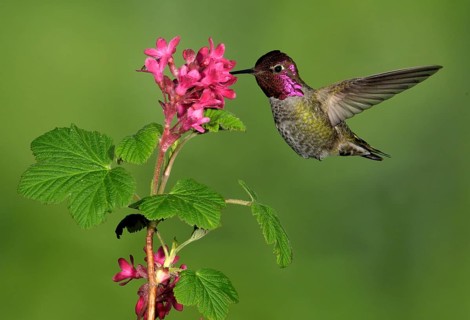 Anna's Hummingbird Male (Calypte anna) - Victoria BC, Canada