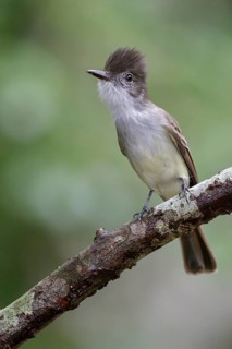 La Sagra's flycatcher (Myiarchus sagrae) perched on a branch in Cuba