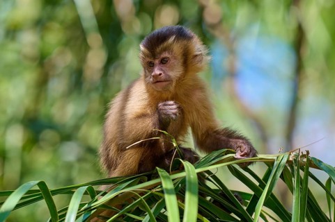 A capuchin monkey sits pensively on a branch in a natural environment, Capuchin monkey (Sapajus