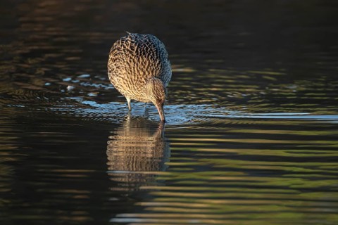 Eurasian curlew (Numenius arquata) adult wading bird feeding in a coastal lagoon, Norfolk, England,