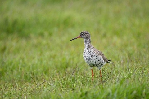 Rotschenkel (Tringa totanus), Redshank, April, Insel Texel, Nordholland, Nordsee, Niederlande