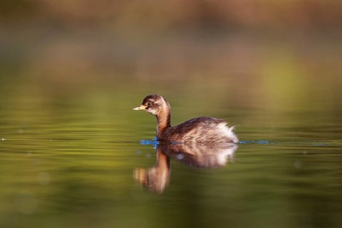 Little Grebe (Tachybaptus ruficollis) juvenile, North Rhine-Westphalia, Germany
