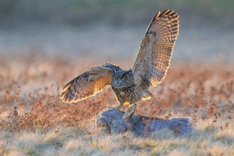 Eurasian Eagle-owl (Bubo bubo), on a roe deer (Capreolus capreolus), roadkill, Swabian Alb