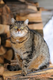 Cat with thick fur sitting on woodpile inside, domestic cat (Felis catus), Austria