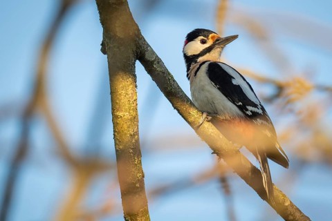 Great spotted woodpecker (Dendrocopos major) in a walnut tree, Baden-Württemberg, Germany