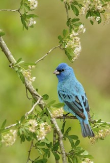 Indigo Bunting (Passerina cyanea) male, Texas, USA