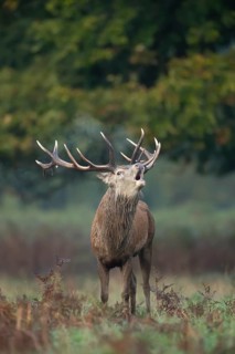 Red deer (Cervus elaphus) adult male stag roaring during the rutting season in autumn, England,