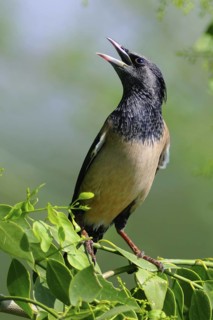 Rosy Starling (Pastor roseus) calling, India