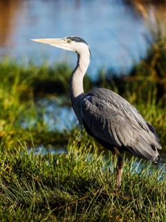 Grey Heron, Ardea cinerea, bird in winter on marshes in winter