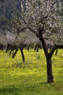 Almond blossom, almond trees, plantation, Bermuda buttercup (Oxalis pes-caprae), also known as low