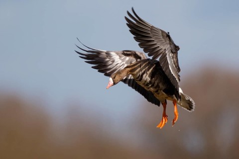 Greater White-fronted Goose (Anser albifrons) landing, North Rhine-Westphalia, Germany