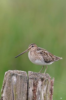 Snipe (Gallinago gallinago), standing on fence post of a pasture, on moorland, snipe birds,