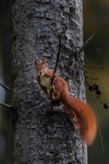 In late autumn the squirrel (Sciurus vulgaris) is busy collecting winter supplies, sweet, cute,