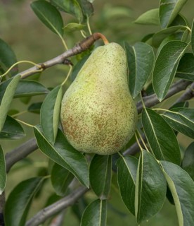 Pear (Pyrus communis 'Triomphe de Vienne'), Bavarian Fruit Centre, Germany