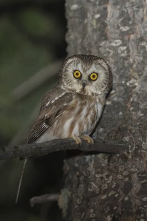 Northern Saw-whet Owl (Aegolius acadicus), Idaho, USA