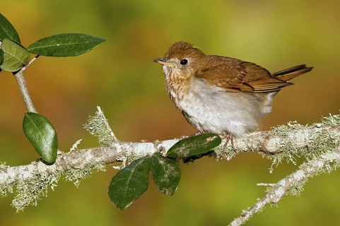 Veery (Catharus fuscescens), Texas, USA