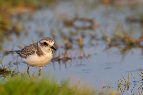 Animals, birds, plover, Kentish plover, (Charadrius alexandrinus), biotope, habitat, foraging,