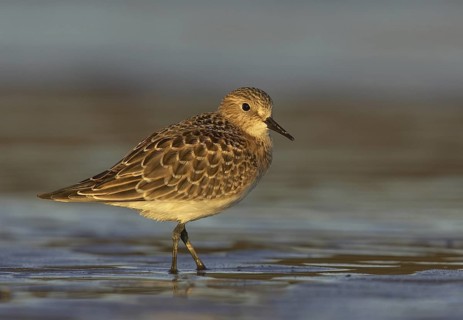 Baird's Sandpiper (Calidris bairdii), Ohio, USA