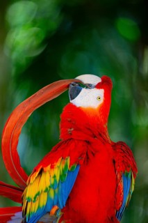 Scarlet Macaw (Ara Macao) Pantanal Brazil