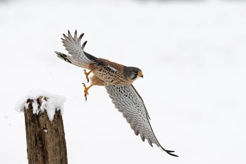 Kestrel (Falco tinnunculus) in the snow, Bitburg, Rhineland-Palatinate, Germany