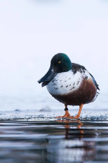 Northern Shoveler (Spatula clypeata) male, Grisons, Switzerland